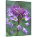 30 x 40 in. Rocky Mountain Bee Plant Flower, Great Sizeand Dunes National Monument, Colorado Art Print - Tim Fitzharris