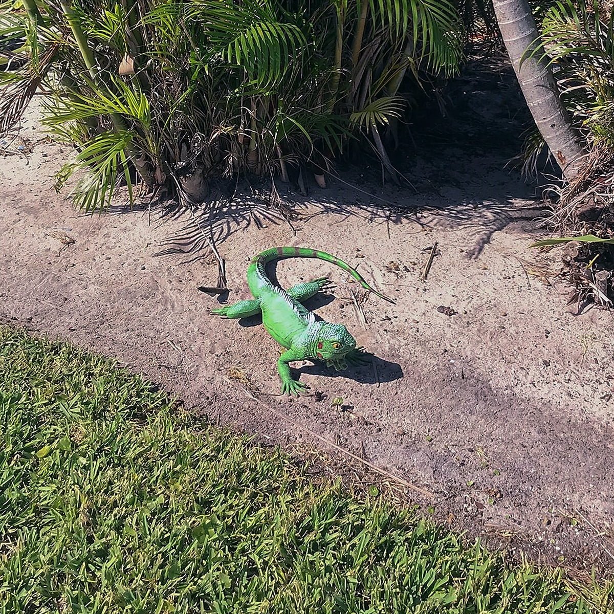 Life Sizeize Green Iguana Reptile XL Pillow Filled Rubber Lizard Large Bearded Dragon Giant Movie Prop